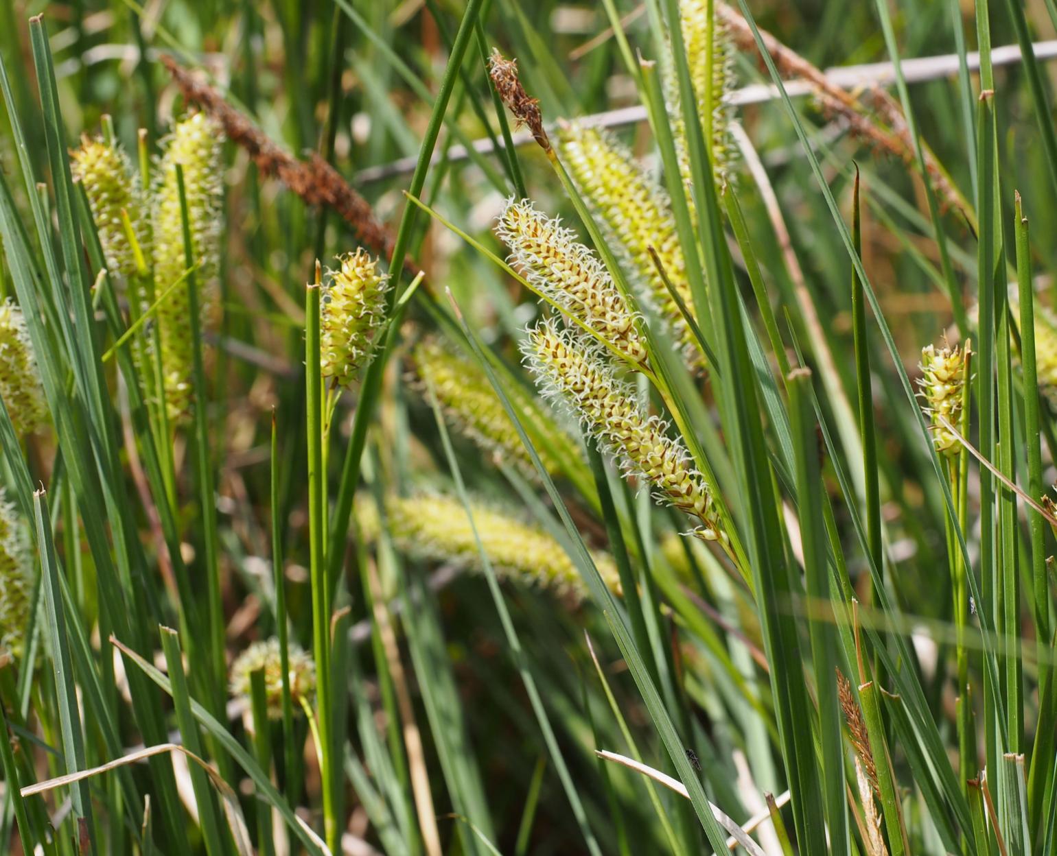 Sedge, Bottle